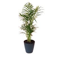 Palmeira Chamaedorea Elegans+Cachepot Acrílico Sofisticado - Orquiflora
