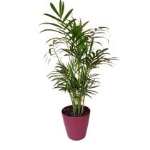 Palmeira Chamaedorea Elegans+Cachepot Acrílico Sofisticado