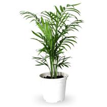 Palmeira Chamaedorea Elegans Pote 11 Folhagem Dentro de Casa