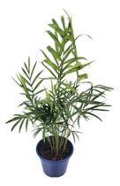 Palmeira Chamaedorea Elegans Sorte P11 Planta Natural Palmeira Chamaedorea Elegans Sorte P11 Planta Natural
