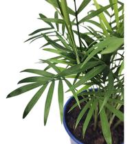 Palmeira Chamaedorea Elegans Sorte P11 Planta Natural