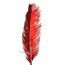 Palmeira Cica Vermelha