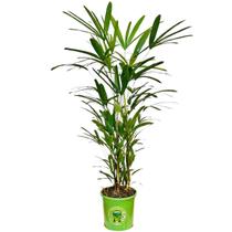 Palmeira Ráfia 1,20m Planta Arvore Decoração Escritório Sala