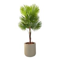 Palmeira Rafis Artificial Leque Grande + Vaso Polietileno