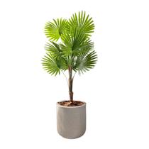 Palmeira Rafis Artificial Leque Grande + Vaso Polietileno