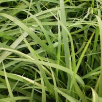Panicum maximum cv.massai s2 incrustar (spv 80)