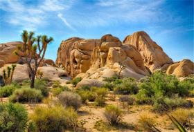 Pano de Fundo CSFOTO - Parque Nacional Joshua Tree (3x2m)