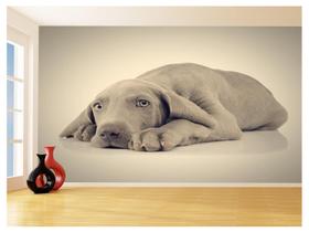 Papel De Parede 3D Animais Cachorro Olhando Pet 3,5M Anm368