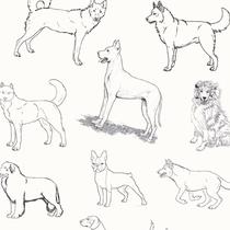 Papel de Parede Adesivo Animal Cachorros - 015 - Multimpressão