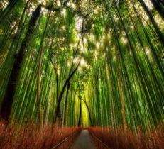 Papel De Parede Adesivo Floresta Bambu Japão Completo GG532 - Quartinho Decorado