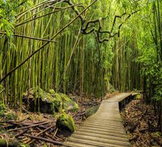 Papel De Parede Adesivo Paisagem Floresta Bambu GG355