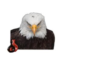 Papel De Parede Animais Ave Aguia Careca Olho 3,5M Anm283 Papel De Parede Animais Ave Aguia Careca Olho 3,5M Anm283