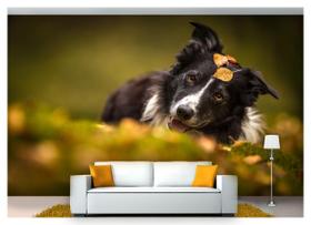 Papel De Parede Animais Border Collie 3D Anm144