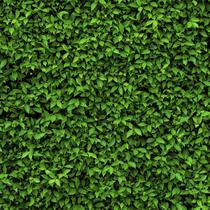 Papel de Parede Muro Verde Definido Com Plantas