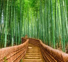 Papel De Parede Natureza Floresta Bambu Japão Completo GG585