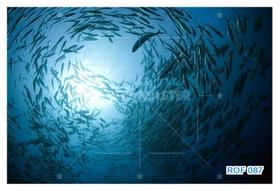 Papel De Teto Fundo Do Mar Cardume De Peixes 3,5M Rof87