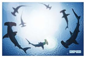 Papel De Teto Fundo Do Mar Cardume Tubarões 3,5M Rof89