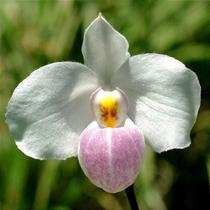 Paphiopedilum delenatii (sapatinho)