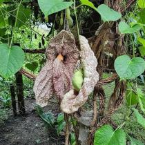 Papo de Peru - Aristolochia Gigantea (Planta Exótica) - Ideal para Jardins e Coleções Papo de Peru - Aristolochia Gigantea (Planta Exótica) - Ideal para Jardins e Coleções