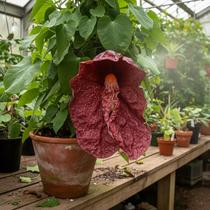 Papo de Peru - Aristolochia Gigantea (Planta Exótica) - Ideal para Jardins e Coleções