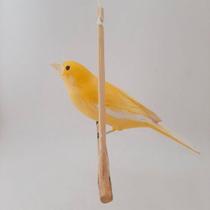 Pássaro de Madeira Canário do Reino