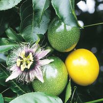 Passiflora edulis var. flavicarpa (Maracujá Amarelo Azedo Gigante) - Sementes