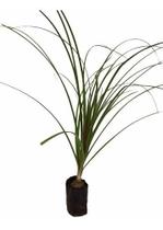 Pata De Elefante - Mudas Com 40 Cm Prontas Para O Plantio. Pata De Elefante - Mudas Com 40 Cm Prontas Para O Plantio.
