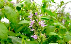 Patchouli Pogostemon cablin - Planta Aromática de 40 cm