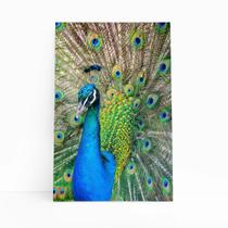 Pavão Ave Animais Natureza Decorativo Quadro Canvas 60X40Cm