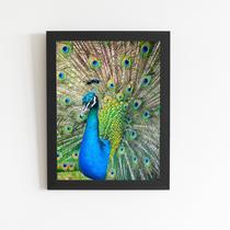 Pavão Ave Animais Natureza Quadro Moldura Preta 60x40cm - PlimShop