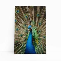 Pavão Azul Animais Fotografia Quadro Canvas 60x40cm