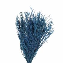 Pé de Sapo Azul Desidratado p/ Decoração