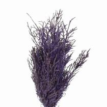 Pé de Sapo Roxo Desidratado p/ Decoração