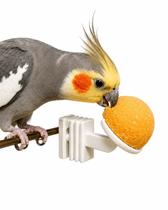 Pedra Cálcio Bico Torto Aves Suporte Gaiola Mineral Pedra Cálcio Bico Torto Aves Suporte Gaiola Mineral