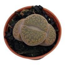 Pedra Viva- Lithops pote 7 Pedra Viva- Lithops pote 7