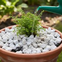 Pedrisco Cascalho Granilha Ornamental Decoração, Branco, Palha, Cinza ou Ouro 15kg Gold Plant Pedrisco Cascalho Granilha Ornamental Decoração, Branco, Palha, Cinza ou Ouro 15kg Gold Plant