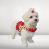 Peitoral Guia Cachorro Snob Dog Saia Melancia Vermelha Fêmea Peitoral Guia Cachorro Snob Dog Saia Melancia Vermelha Fêmea
