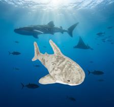 Pelúcia Tubarão Gigante Fofinho Cor:Azul