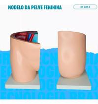 Pelve Feminina Em Uma Parte Pelve Feminina Em Uma Parte
