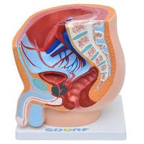 Pelve Masculina em Secção 1 Parte, Anatomia - SDORF