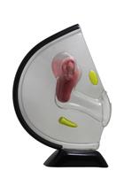 Pélvis Feminina anatômica de acrílico (extra-grande)