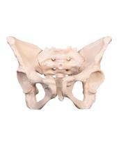 Pélvis Feminino Adulta - Esqueleto Pélvico Anatomia