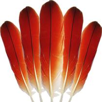 Pena de Passaro Ekodide Africano Para Ritual Candomble Espiritual 1un