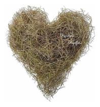 Pendente Bromélia Tillandsia Usneoides Musgo Barba De Velho