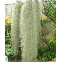 Pendente Bromélia Tillandsia Usneoides Musgo Barba De Velho Pendente Bromélia Tillandsia Usneoides Musgo Barba De Velho