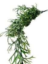 Pendente chifre de Veado 75x25