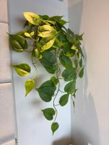 Pendente Folhagem Verde Artificial Jibóia Toque Real Decoração Realista