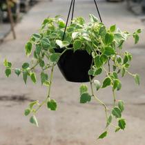 Peperomia filodendro - Green house bonsai