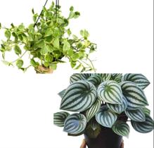 Peperomia filodentro e peperomia melancia adultas cuia 21 - Quintal do bonsai