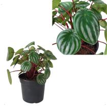 Peperomia Melancia Folhagem Natural Planta Adulta